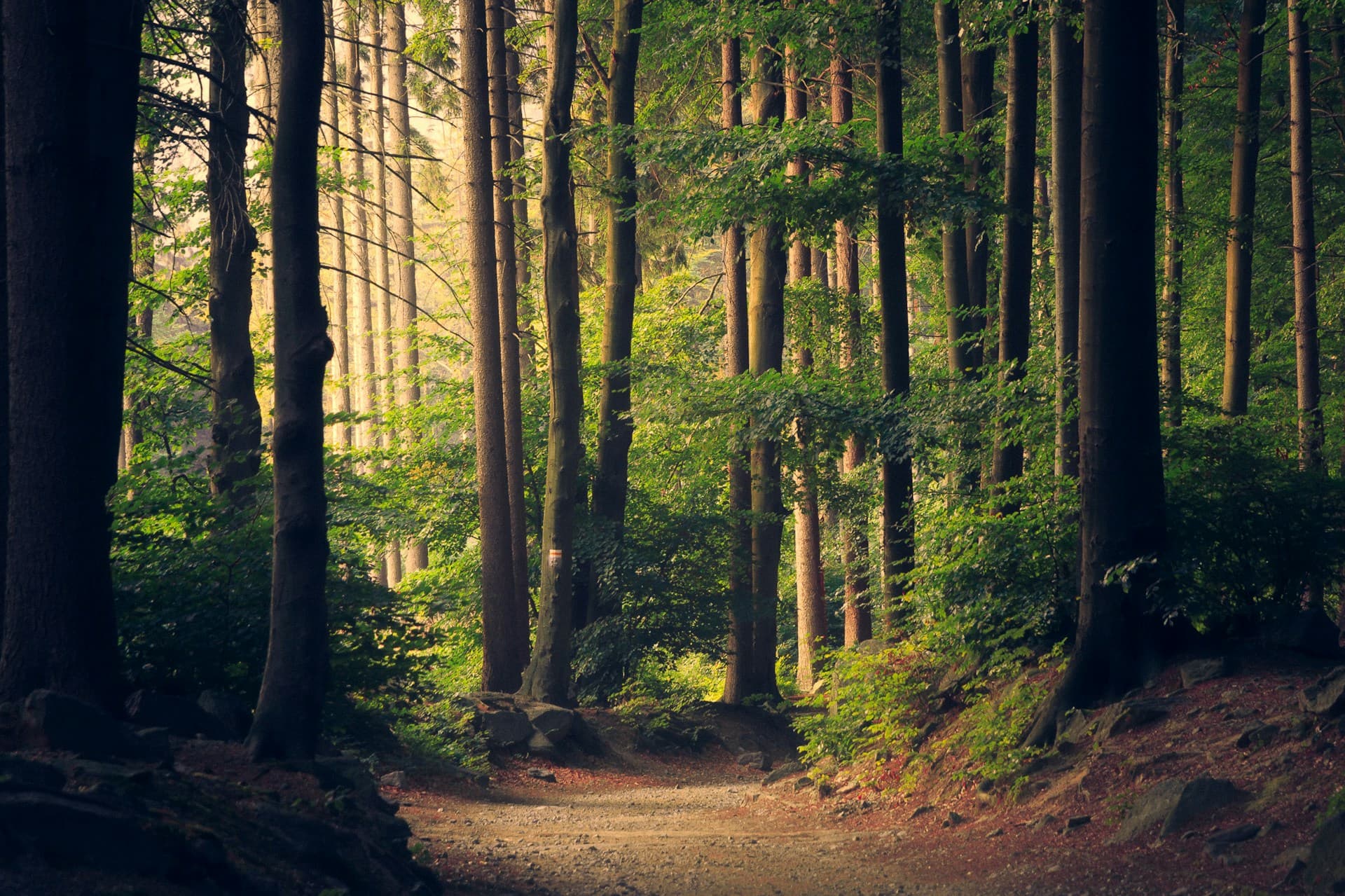 Leaves, Trees & Shrubs